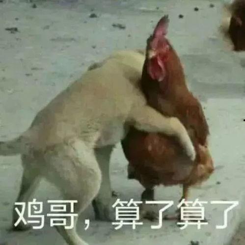 福清鸡哥爆料视频曝光事件,揭秘事件背后真相 第1张 福清鸡哥爆料视频曝光事件,揭秘事件背后真相 第1张